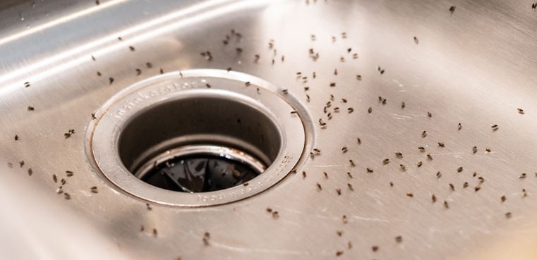 many fruit flies