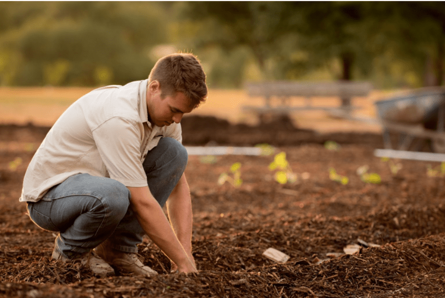 Maintaining Your Home Garden