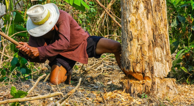 a man cutting a tree