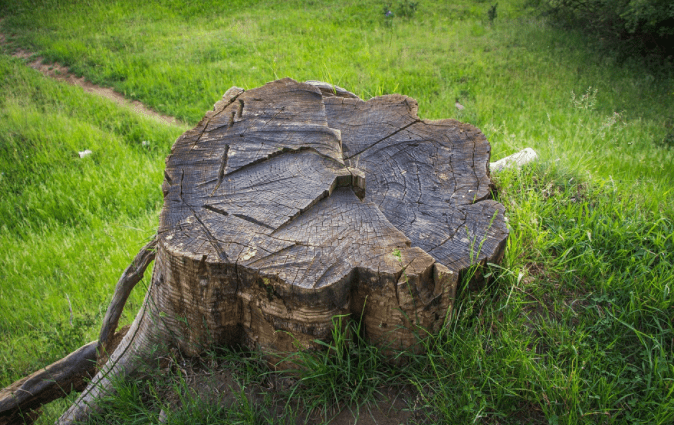 cut tree trunk