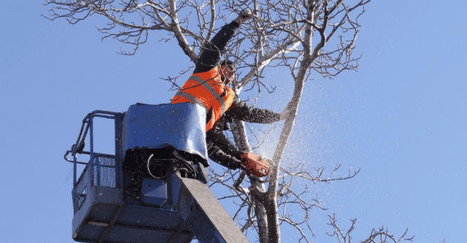 tree services