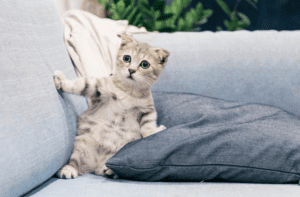 cat on the couch